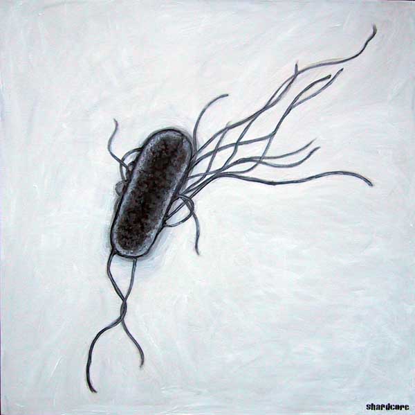 http://nikhil.superfacts.org/images/bacteriachemo/e_coli.jpg